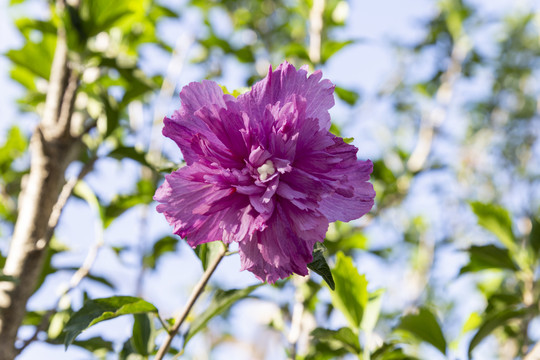 木槿花