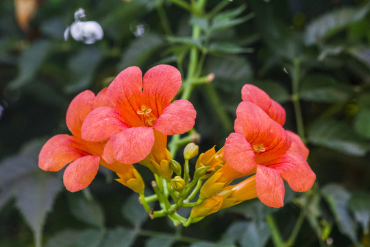 藤萝花