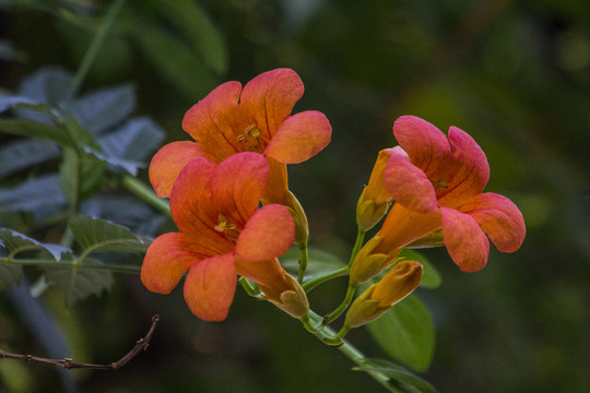 园林花卉