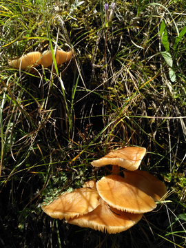 野山菌