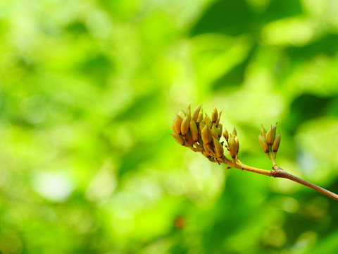 园艺园林景观丁香花丁香种子