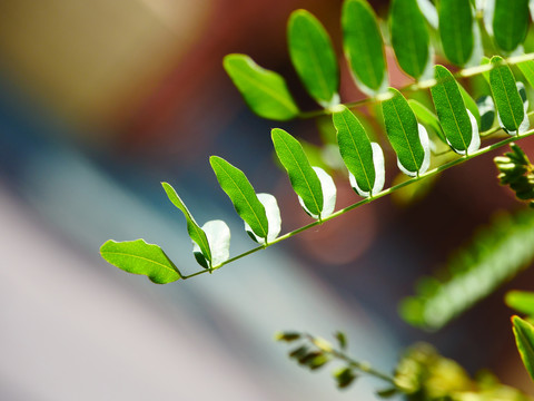 植物树叶对生植物树叶艺术光影