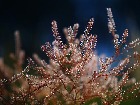 植物摄影野生植物种子艺术摄影