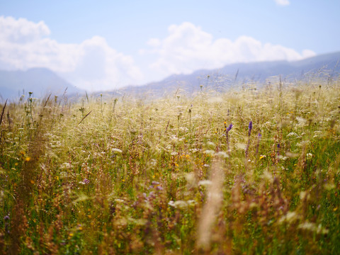 草原野花野草