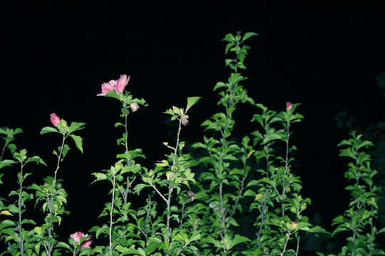 木槿