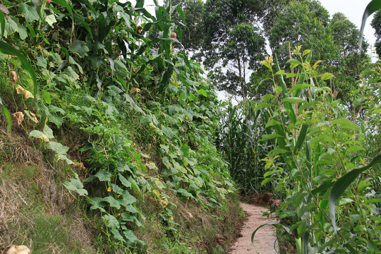 山间黄瓜地小路
