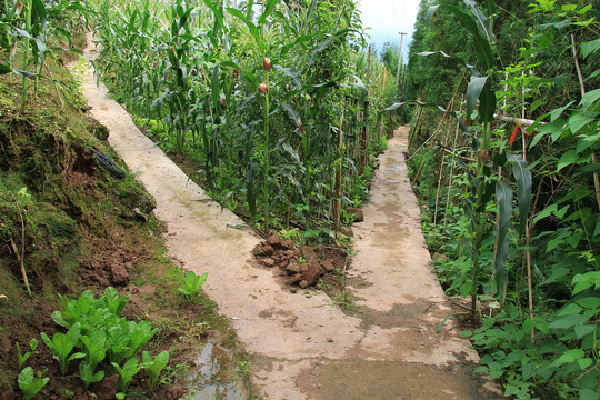 山间玉米地小路