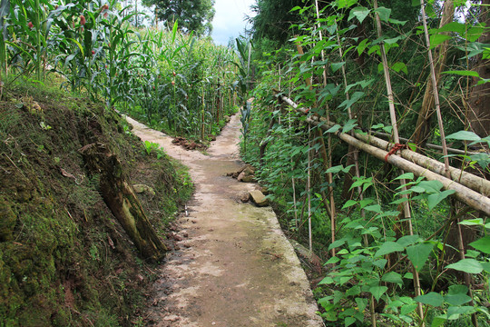 山间玉米地小路