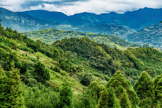 退耕还林大青山