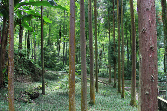 荥经云峰寺杉树林