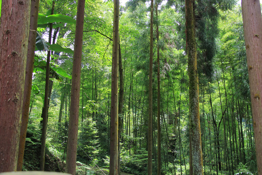 荥经云峰寺杉树林