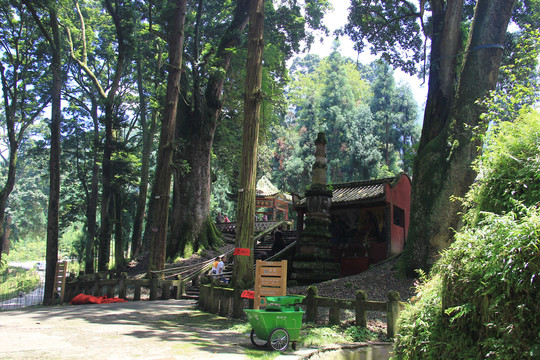 荥经云峰寺桢楠树