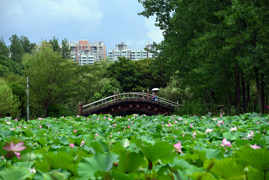 城市公园荷花池