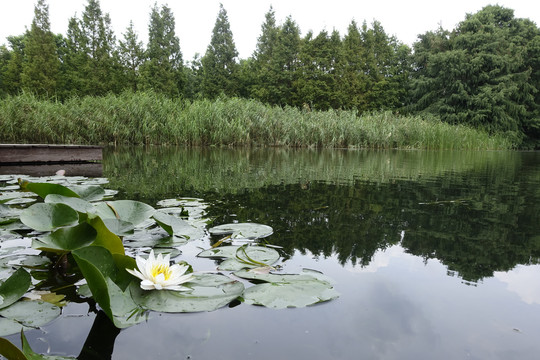 后滩公园湿地