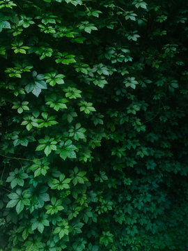 藤本绿色植物