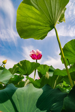 夏日池塘里优雅的荷花