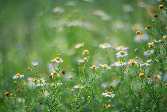 秋日田野的山菊花