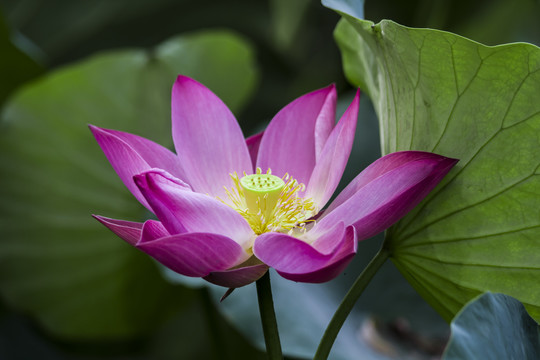 荷
