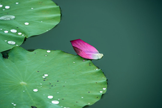 荷花瓣