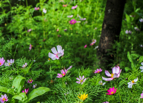 格桑花