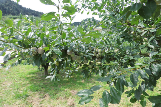 东留芙蓉李树