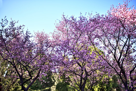 红梅花盛开