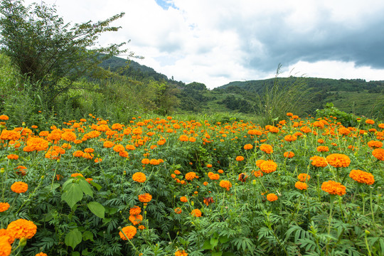 草原花海