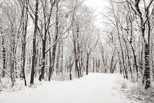 下过雪的路