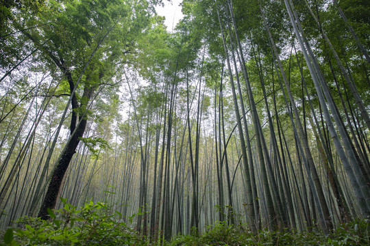 绿色竹子竹林森林