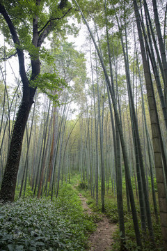 竹子竹林森林