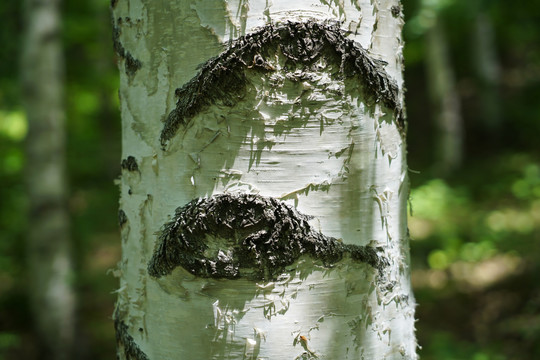 白桦树的树皮和斑纹
