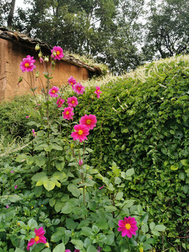 庭院花草