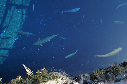 忍野八海