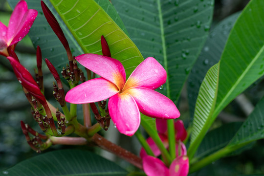 鸡蛋花