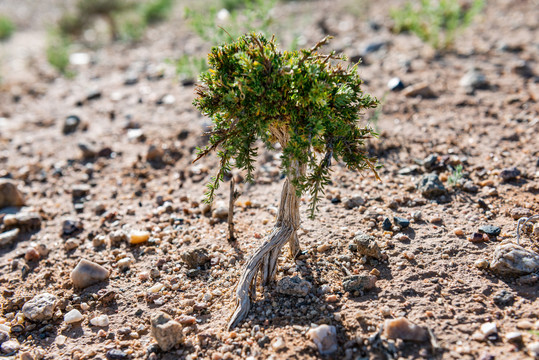 干旱荒漠里顽强的植物