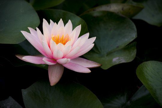 莲花