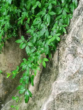 岩石上的绿叶