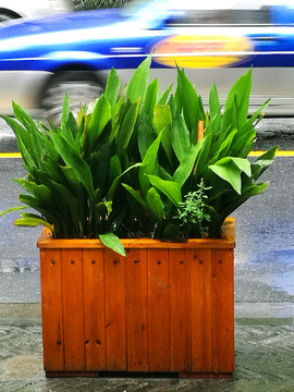 路边植物