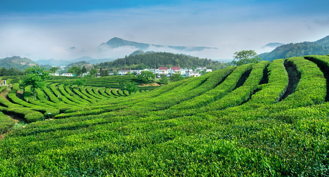 茶园风光