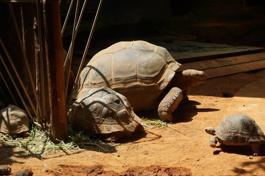 动物园大大小小的象龟乌龟