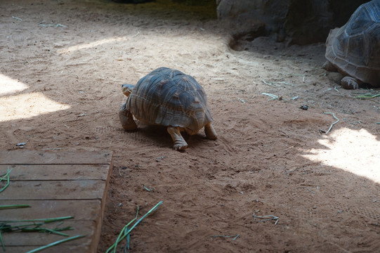 动物园乌龟象龟的背面