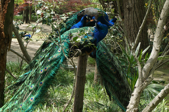 动物园休息的蓝孔雀