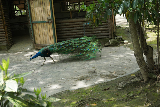 动物园里觅食的孔雀