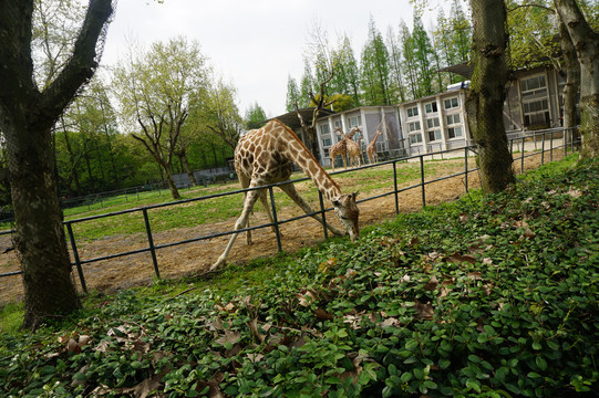 动物园里低头吃草的长颈鹿