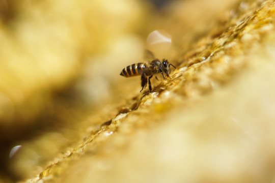 纯天然野生蜂盘蜂蜜