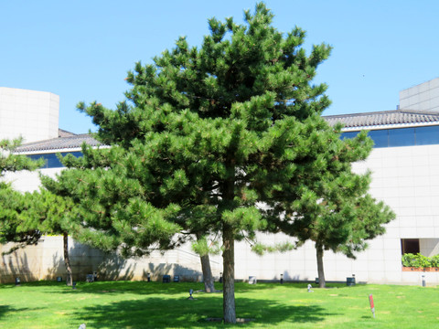 松树