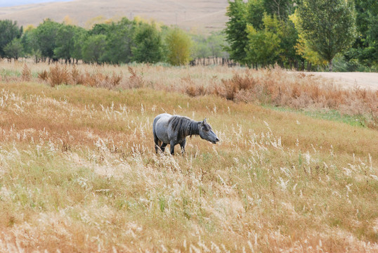 内蒙古草原上的马