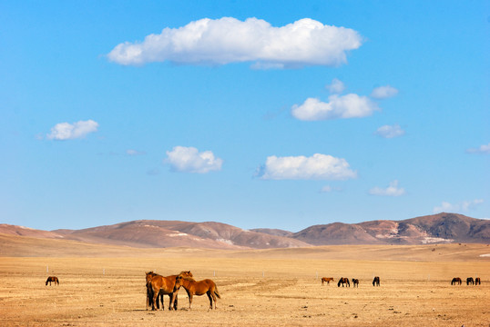 内蒙古草原上的马