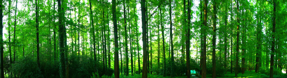 巨幅树林
