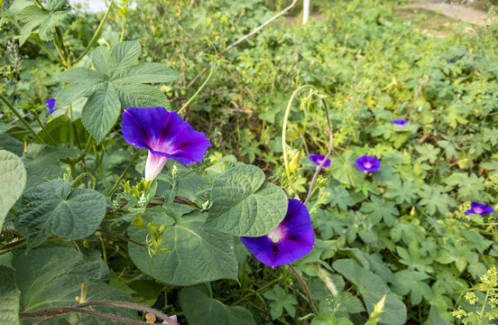 牵牛花开